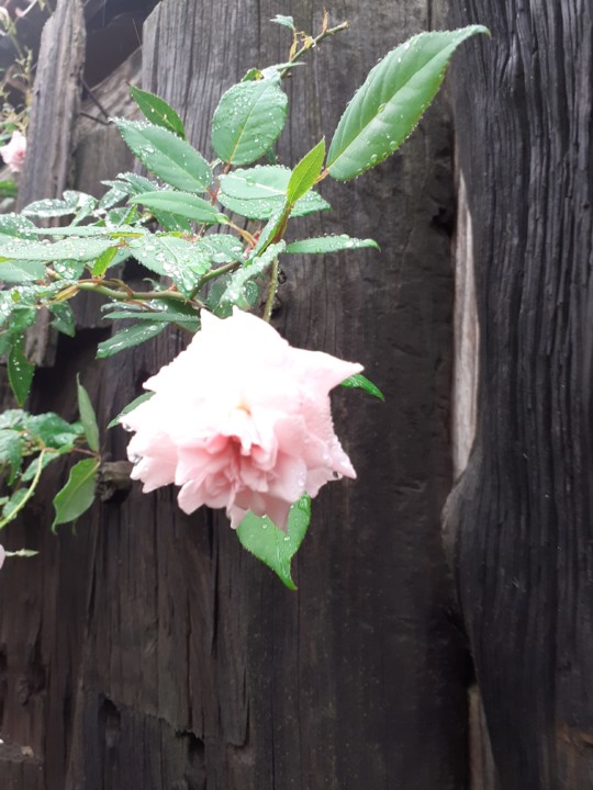 Rosa de Stª Terezinha. Foto original. 2021.10.31.jpg