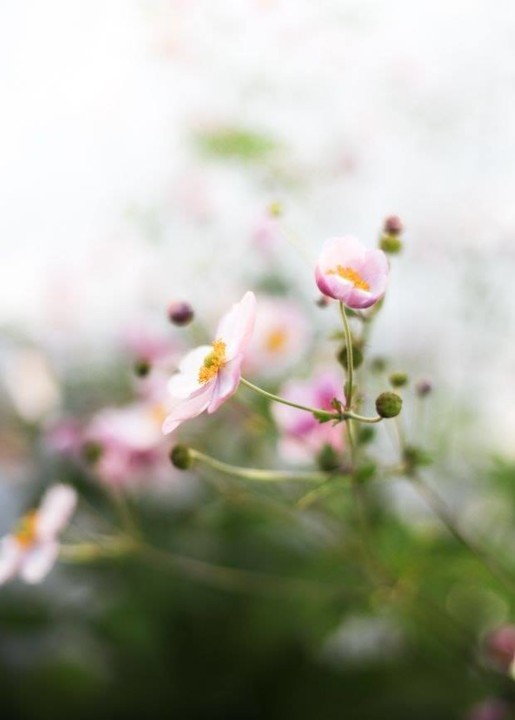 56952775_2073204992775362_2530236143983656960_n.jp