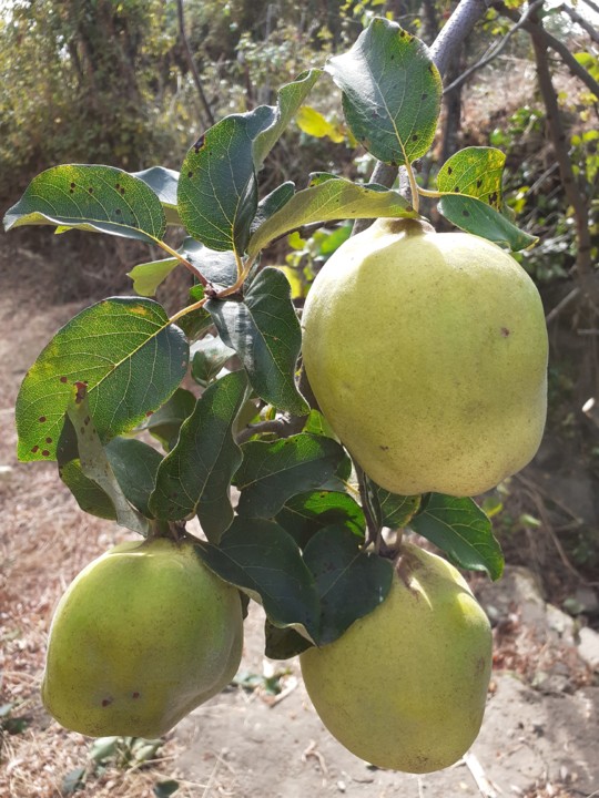 Gamboas. Foto original. 2021.09.06.jpg