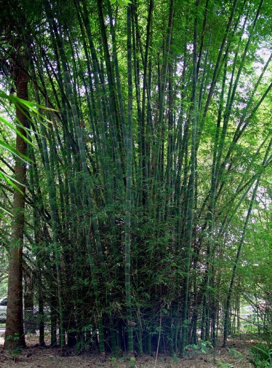 bamboo dendrocalamus membranaceus.jfif