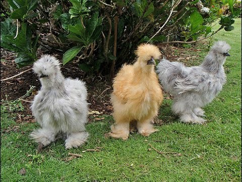 silkie silkie