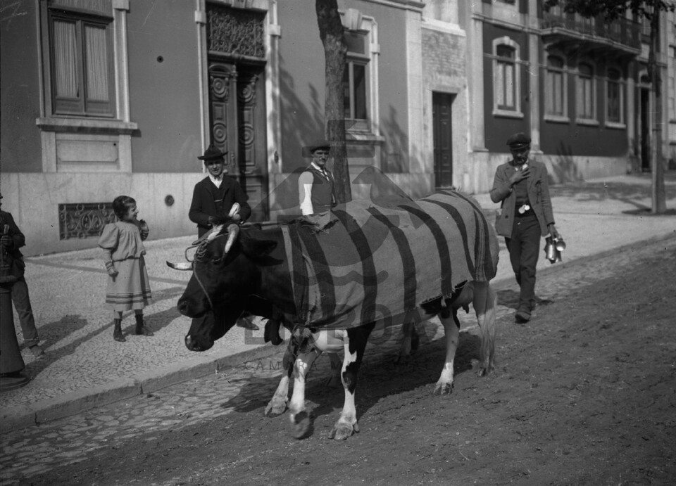 vacas ambulantes2.jpg