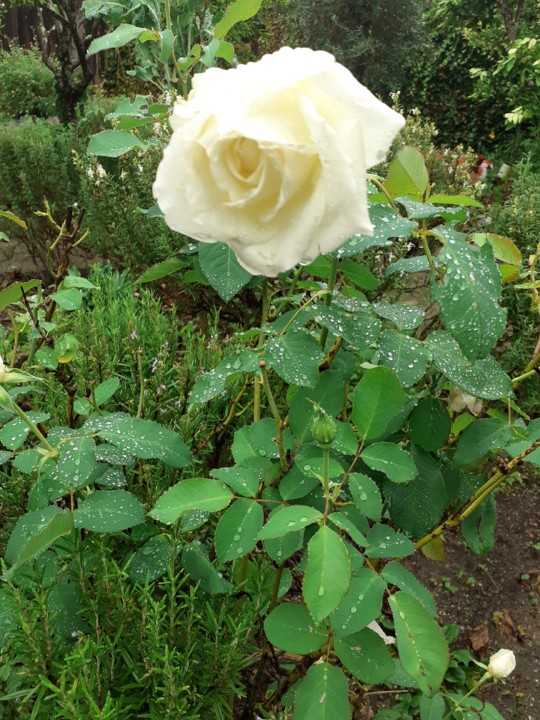 Rosa branca. Foto original. 2021.10.31.jpg