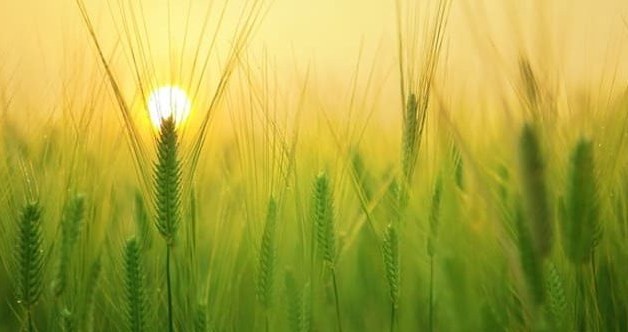 sementes1.jpg sementes1.jpg