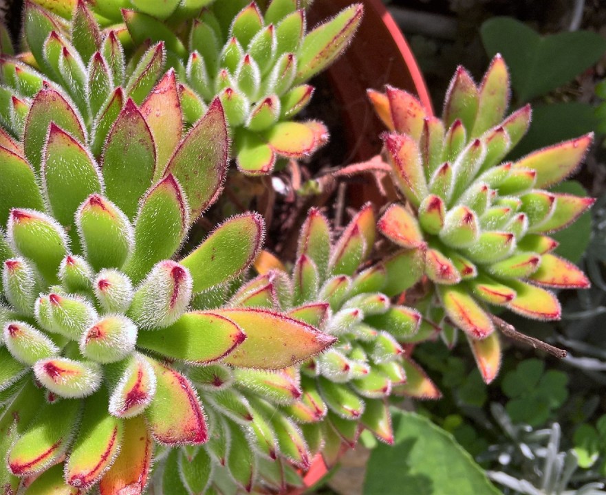 WP_20191205_11_44_52_Pro (2).jpg WP_20191205_11_44_52_Pro (2).jpg