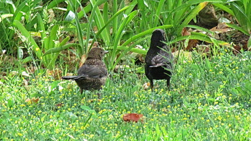 melros.jpeg melros.jpeg