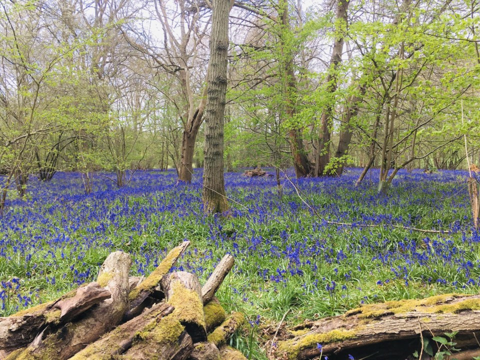 bluebells-walk12.jpg bluebells-walk12.jpg