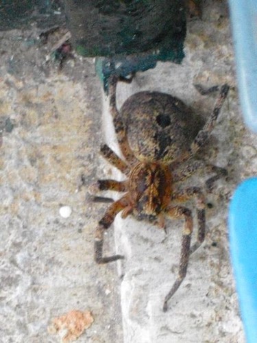 432229_185861451525816_1856093631_n.jpg 432229_185861451525816_1856093631_n.jpg