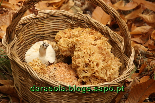 Caminhada_Micologica_11.JPG