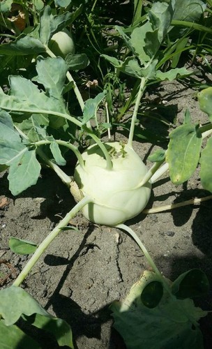 20160702_123233 20160702_123233