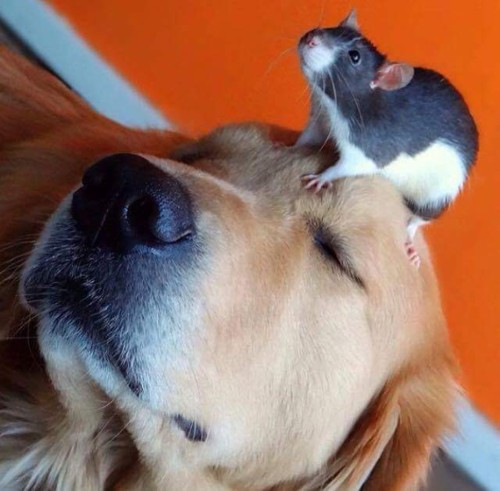 estou sentindo um ponto de tensão aqui, Vanderlei estou sentindo um ponto de tensão aqui, Vanderlei