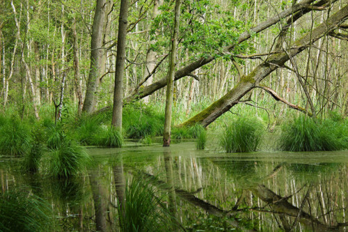 Forests_Swamp_Trees_467770.jpg
