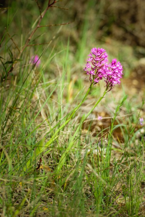 orquidea-piramidal 5.jpg