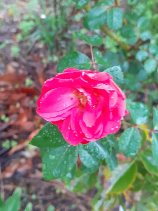 Foto Original. 2021.10.31.jpg