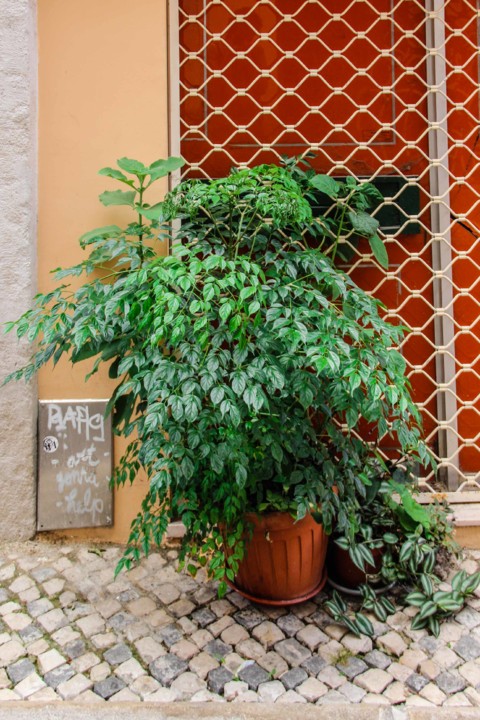 rua da silva 5.jpg rua da silva 5.jpg