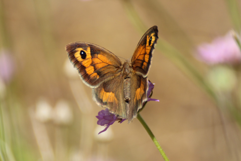 maniola jurtina femea 1.jpg