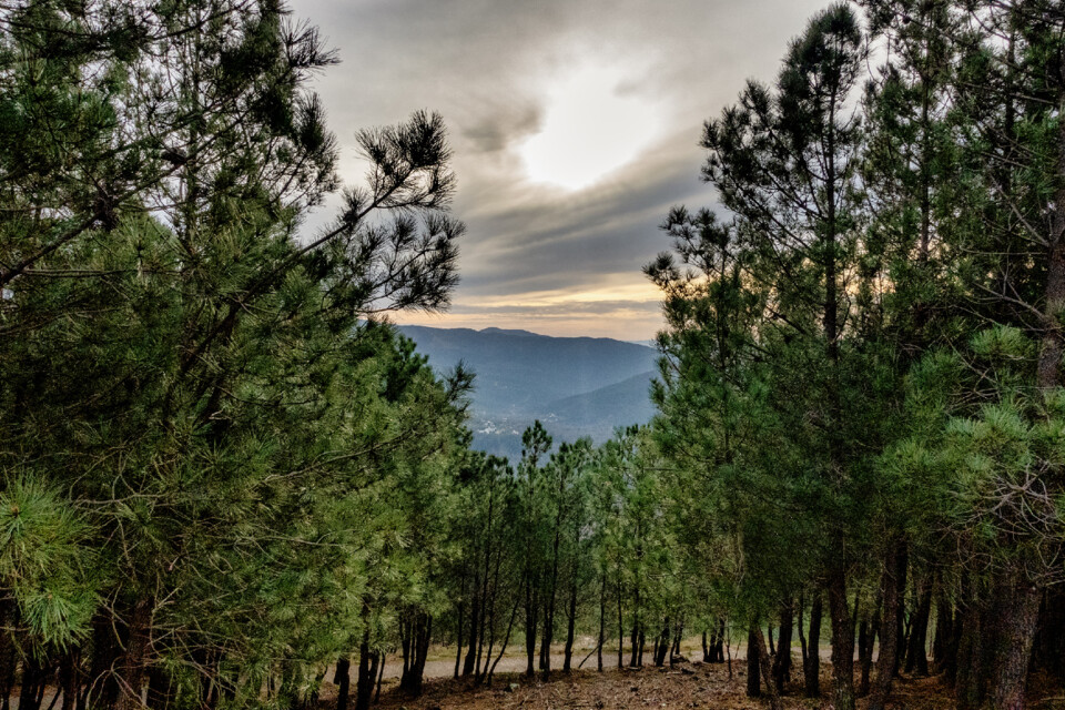 Pinhal Serra do Alvão Fisgas.jpg