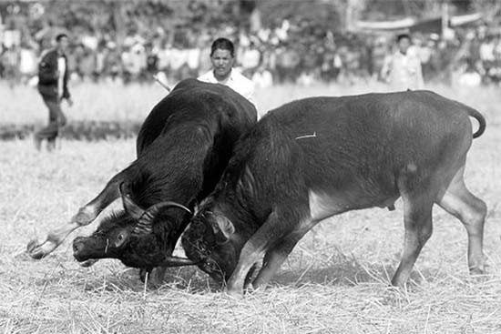 72720721_1367348673432421_2244499434433937408_n.jp