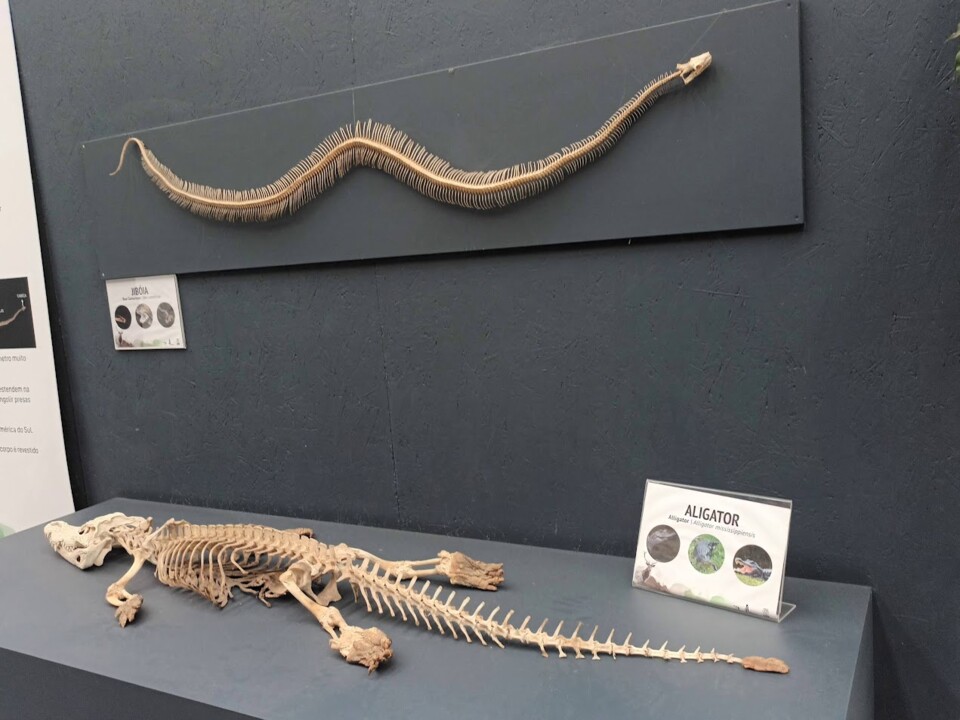 Não me canso disto ZOO9a.jpg