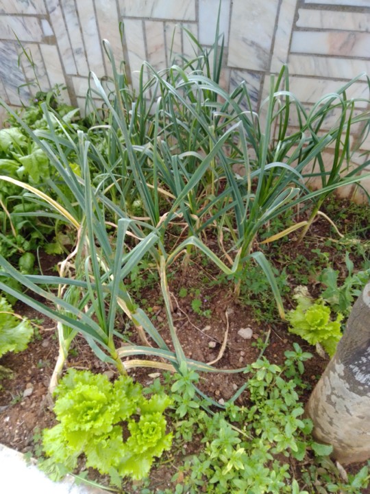 IMG_20200427_144033.jpg IMG_20200427_144033.jpg