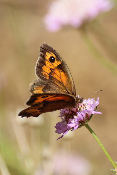 maniola jurtina femea 2.jpg