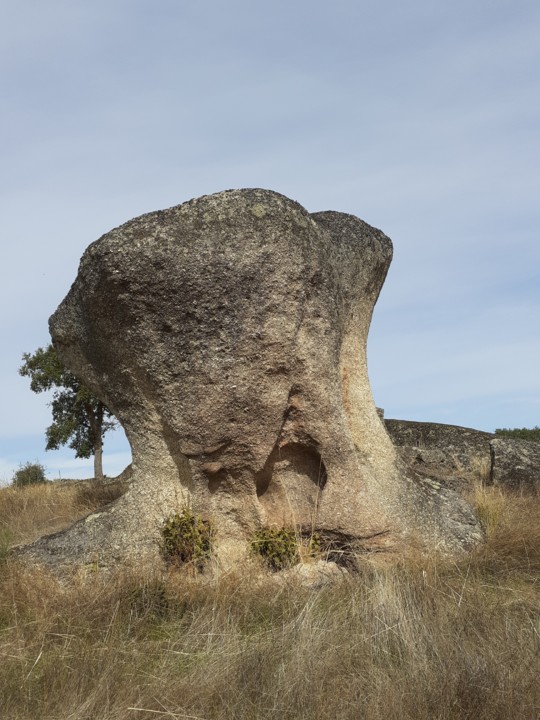 Cogumelo e sobreiro. Foto original. 2021.10.09.jpg