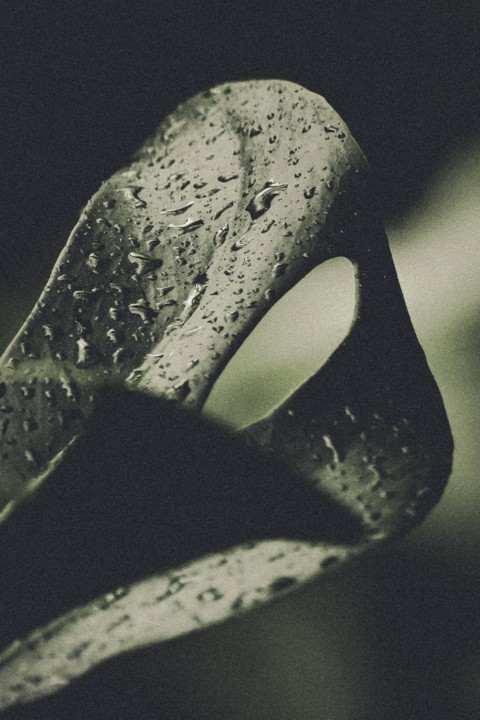 Monstera delicosa 8.jpg