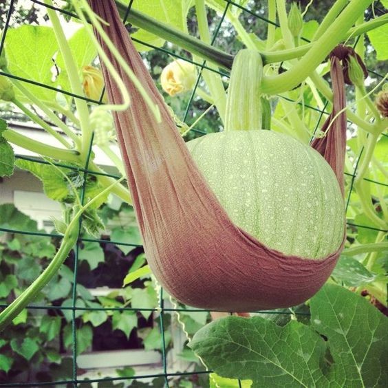 53c9092f34be5b65548dfc5c99d2e389.jpg 53c9092f34be5b65548dfc5c99d2e389.jpg