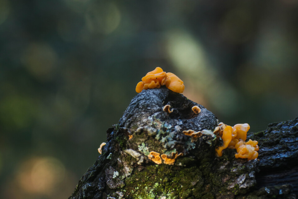 tremella aurantia 4.jpg