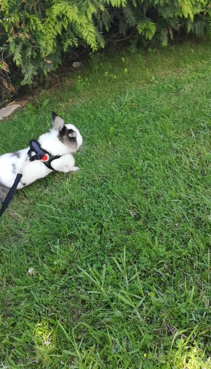 a real felicidade_fluffy.jpg