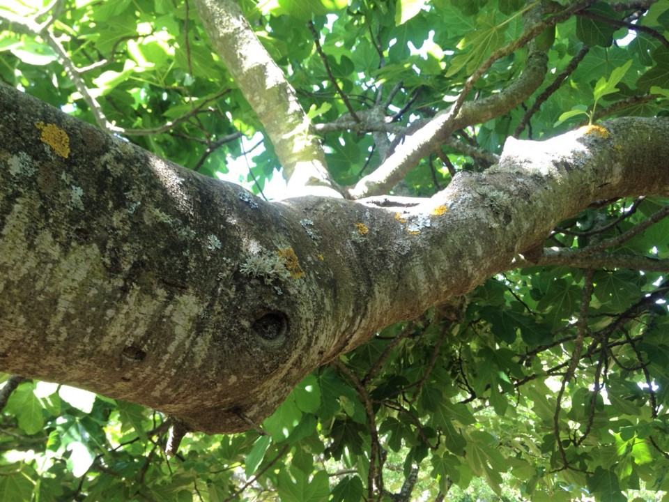 árvore.JPG árvore.JPG