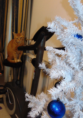 voltinha0235.JPG voltinha0235.JPG