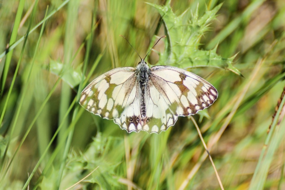 melanargia lachesis 4.jpg melanargia lachesis 4.jpg