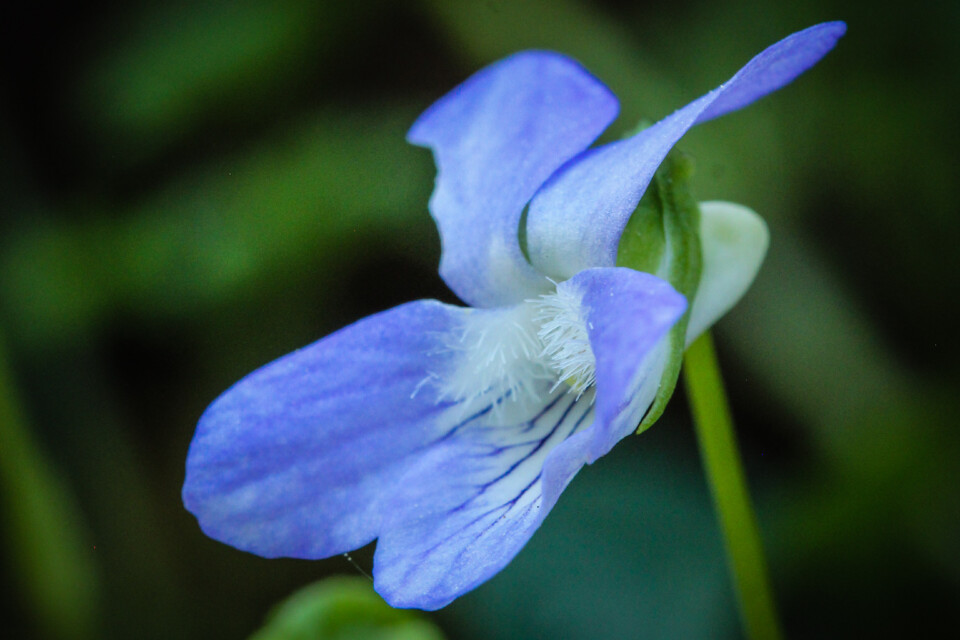viola lactea 2.jpg