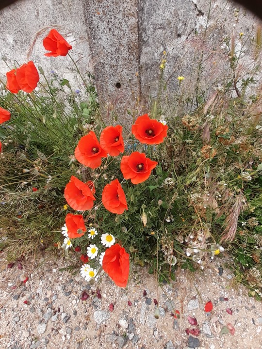 Papoilas. Foto Original. 2021.05.22.jpg