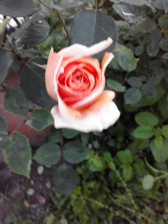 Rosa Salmão. Foto original. 2019. 05. jpg