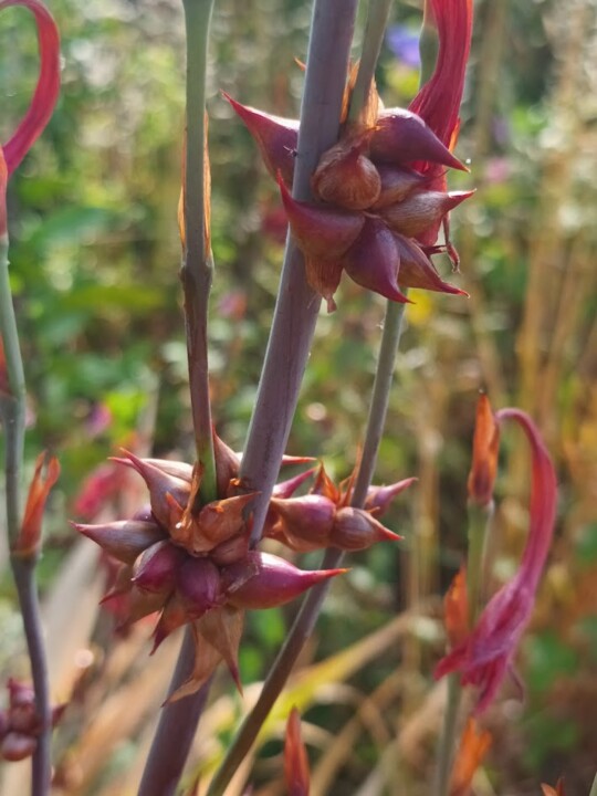 Não me canso disto flores.jpg