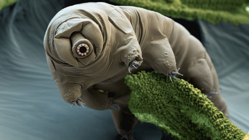 Tardígrado.jpg Tardígrado.jpg