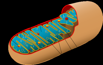 Animal mitochondrion diagram In. wikipedia.png Animal mitochondrion diagram In. wikipedia.png