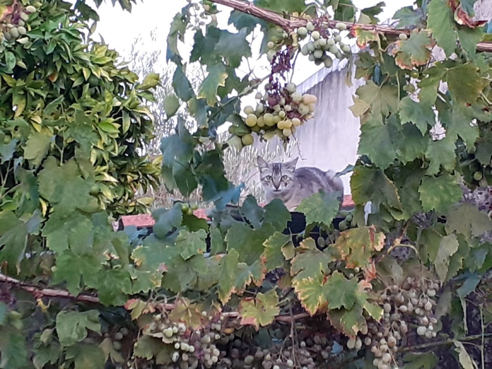 Gato no quintal. Foto original. 2021.08.08.jpg