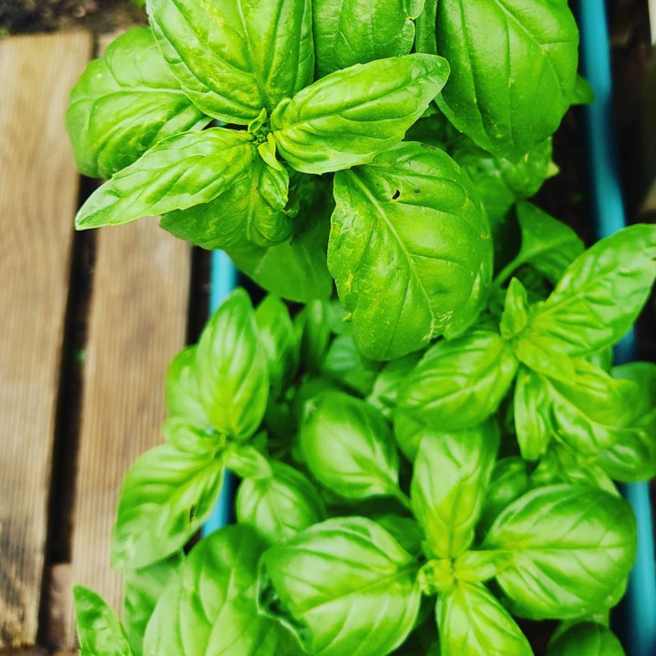 212409680_2063139233825827_2866182747145950590_n.j