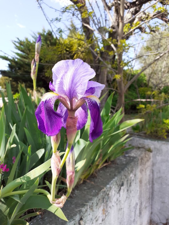 Lírio Roxo. Foto original. 2021. 04. jpg