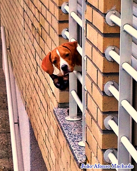 EGAS E GATO À JANELA.jpg