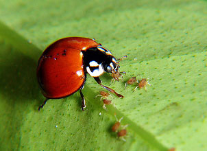 joaninha-21.jpg joaninha-21.jpg