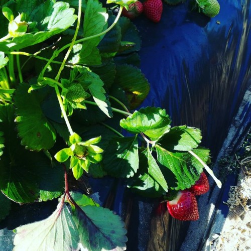 35389344_1113556875450739_5354423912744615936_n.jp