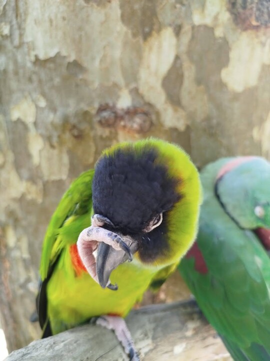 Não me canso disto ZOO a.jpg