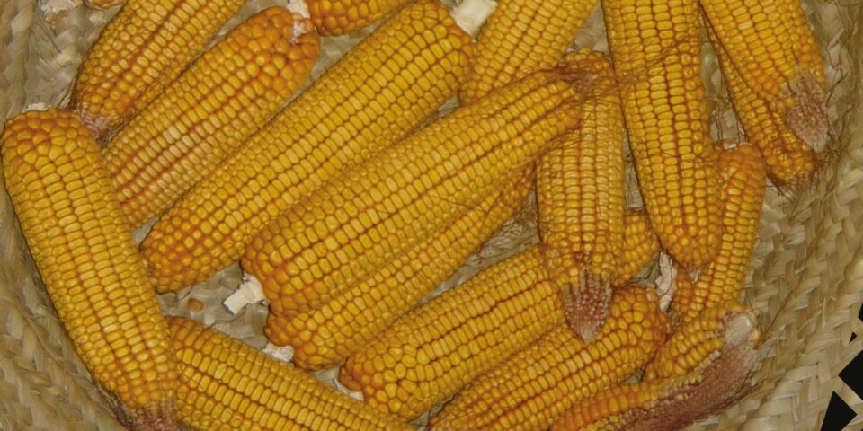 Desfolhada Querença.jpg