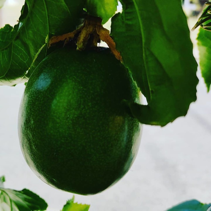 124569769_1865986720207747_2061852274433592959_o.j