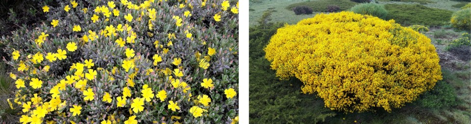Flores amarelas e giesta.jpg