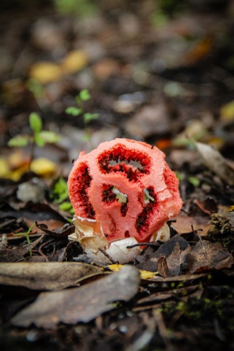 Clathrus ruber 12.jpg Clathrus ruber 12.jpg
